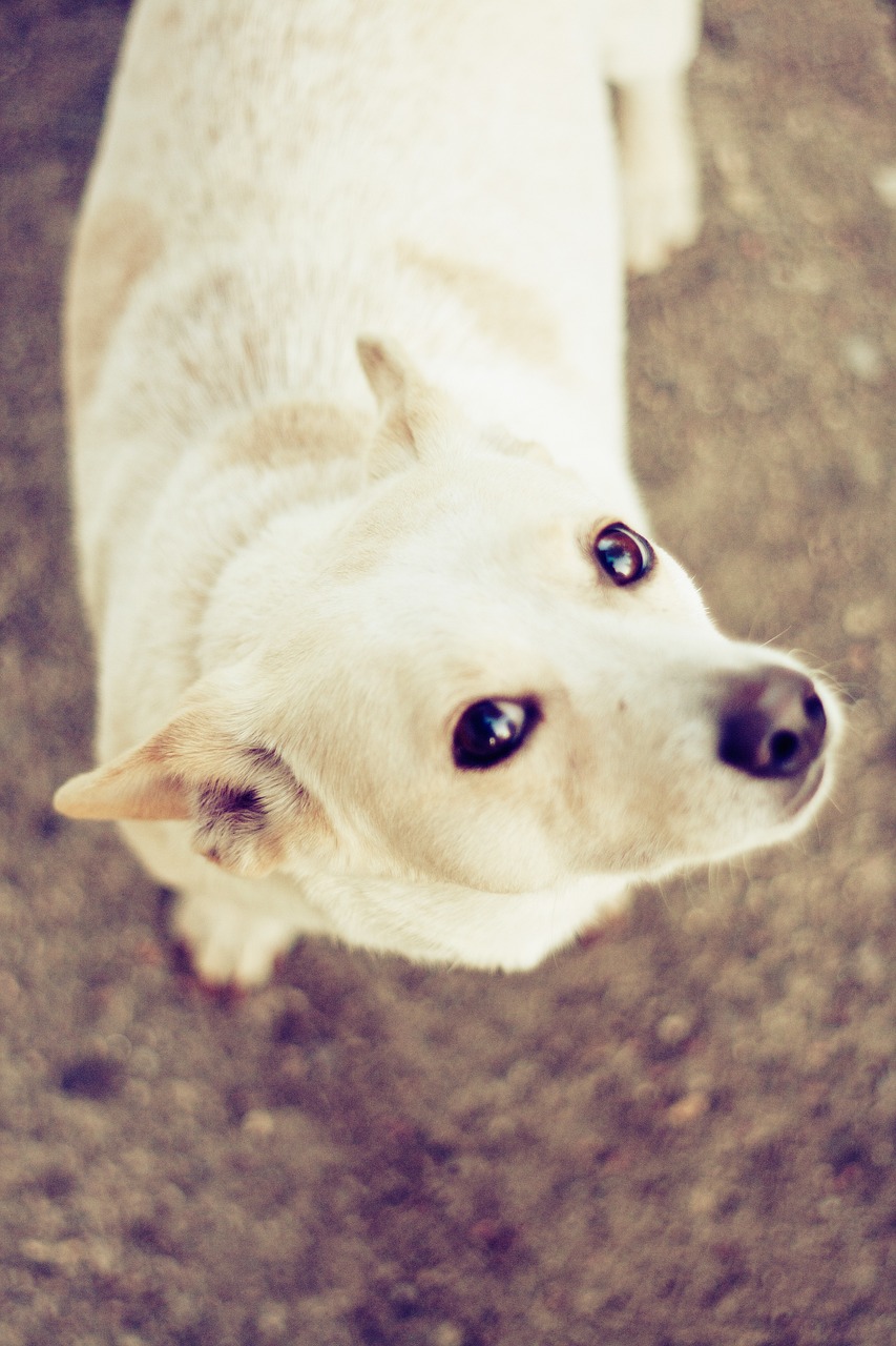 居民被自家狗咬伤患狂犬病死亡，预防与应对的紧迫性